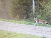 Ilves
